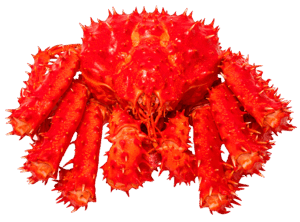 Red Alaskan King